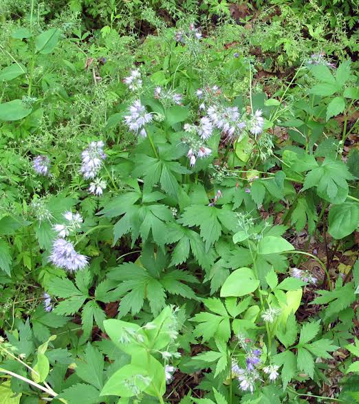 Low growing native plant in Ontario